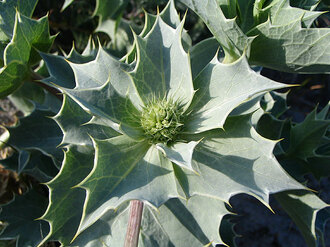 Mikołajek nadporski